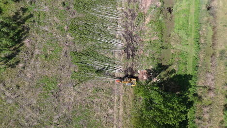 harvester machine clearing trees in a deforested area, aerial top down overview as it lays cut trees and organizes into piles, environmental impact