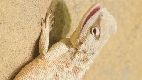 close-up of a desert lizard