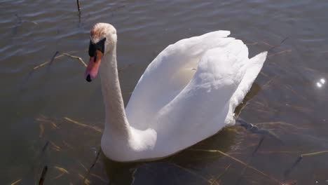 cisne curiuos busca comida en un estanque y se aleja nadando