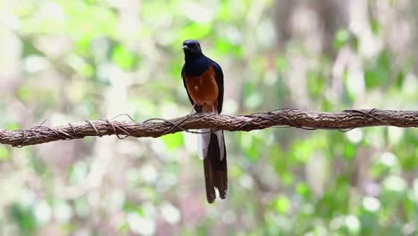 White-rumped-Shama-Thront-Auf-Einer-Rebe-Mit-Wald-Bokeh-Hintergrund,-Copsychus-Malabaricus,-Originalgeschwindigkeit