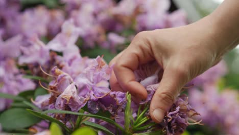 female hand removing  overblown, faded  flowers from rhododendron