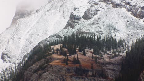 Birds-over-a-mountain-side-with-snow-and-pine-trees