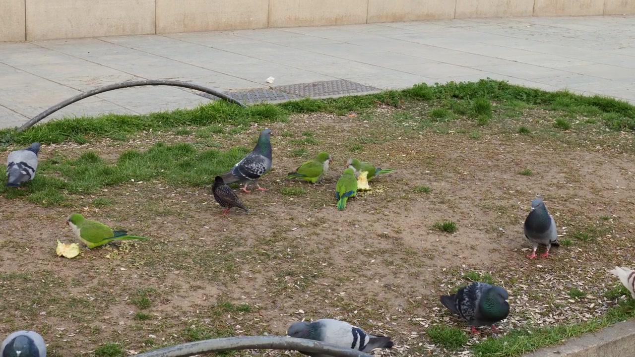 Periquitos-monge e pombos forrageiam juntos num pedaço de relva urbana.