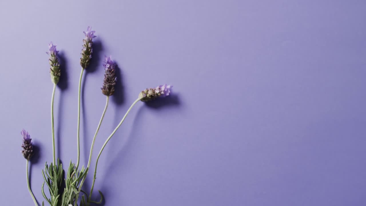 Video di fiori e foglie di lavanda con spazio per il testo su sfondo viola