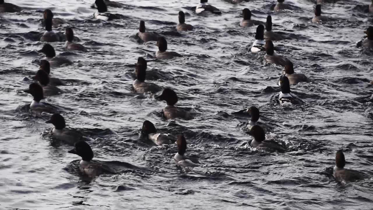 bandada de patos goldeneye reman juntos en agua de mar, tiro de seguimiento