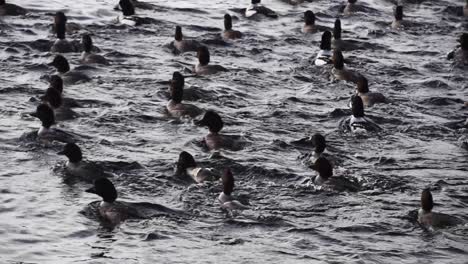 flock of goldeneye ducks paddle in sea water together, tracking shot