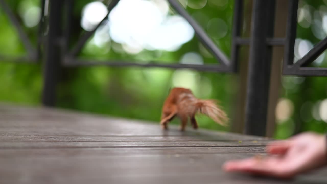 공원에서 먹이를 먹는 다람