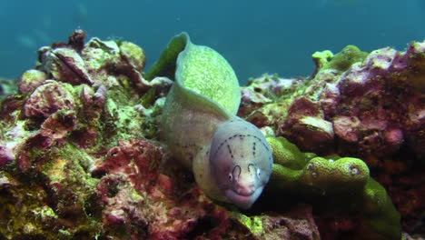 juvenile peppered moray eel with characteristic face pattern consisting of several rows of dark dots