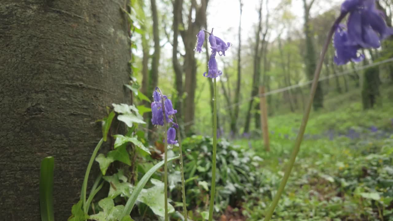 Low-angle view of vibrant bluebells blooming on a green forest floor. Tree trunks, fresh foliage, and soft light capture the essence of spring woodland.