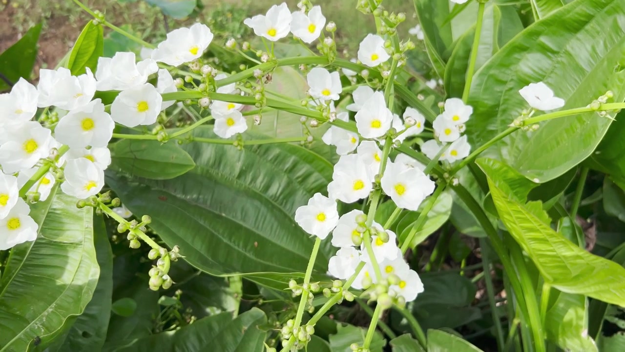 Primo piano di fiori di Sagittaria bianca in fiore in natura