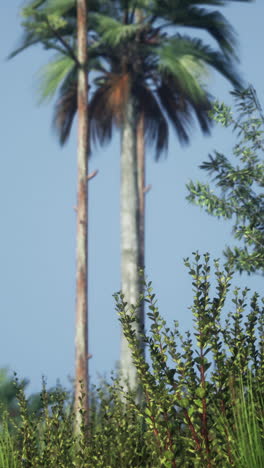 tropical palm trees in a lush jungle