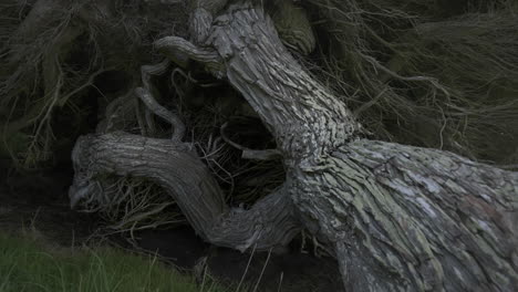 Gran-Tronco-De-árbol-Macrocarpa-Formado-Por-El-Viento-Costero-En-Nueva-Zelanda
