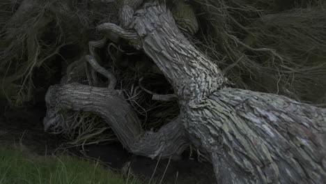 large macrocarpa tree trunk formed by coastal wind in new zealand