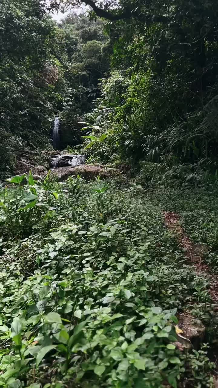Sentiero della Cascata nella Foresta