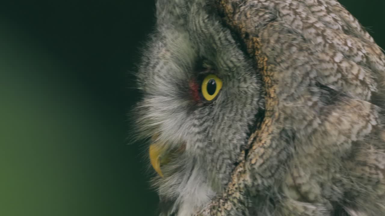 큰 회색 부이 (스트릭스 네불로사) 클로즈업.