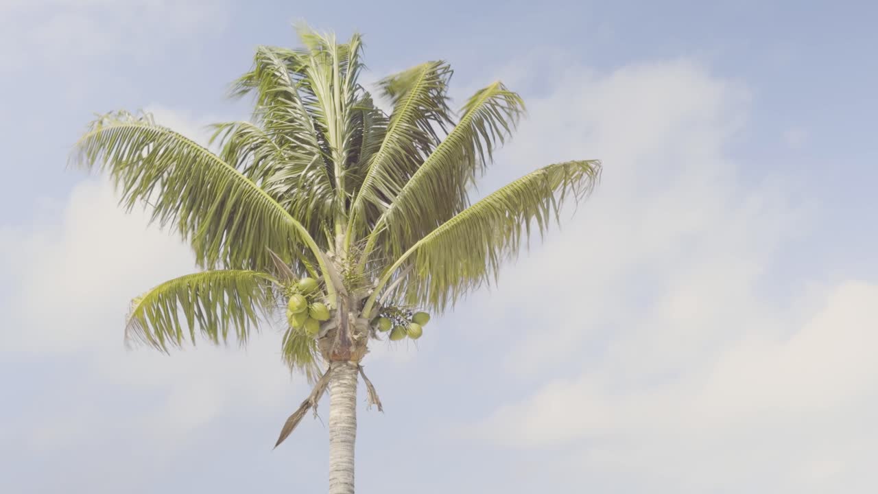 A palm tree with coconuts sways in the wind as the Caribbean trade winds rustle its leaves. White clouds drift across the blue sky, a storm is approaching on the tropical beach.