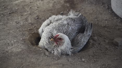 Pollo-De-Gallina-Blanca-Cavando-Un-Hoyo-Y-Tomando-Un-Baño-De-Polvo,-Se-Arroja-Tierra