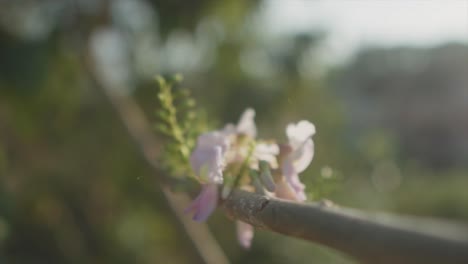 Slow-motion-close-up-backwards-shot-of-pink-flowers-on-a-branch-with-green-plants-and-the-beautiful-nature-in-the-background-in-blur-on-a-sunny-day