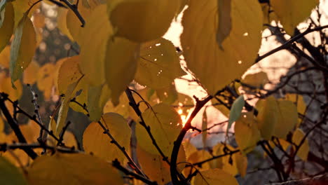 cálido paisaje de otoño en un bosque