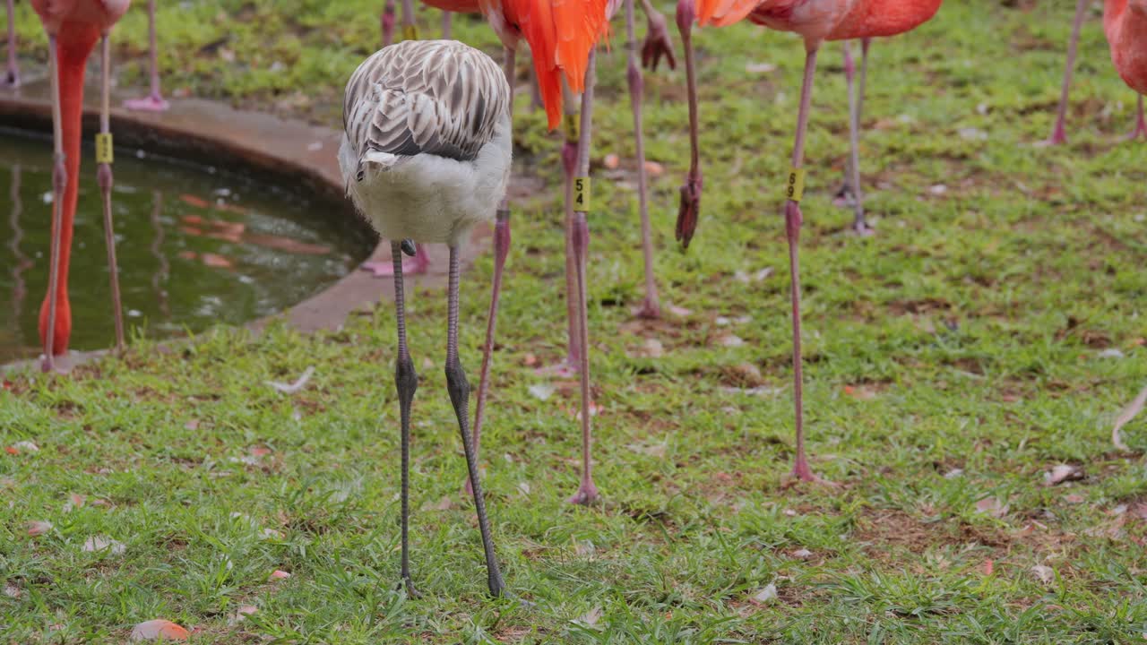 Dull grey Young Flamingos stretches wing and leg