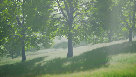 misty forest landscape