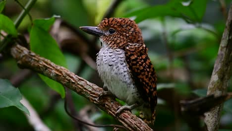 Un-Martín-Pescador-De-árboles-Y-Una-De-Las-Aves-Más-Hermosas-Que-Se-Encuentran-En-Tailandia-Dentro-De-Las-Selvas-Tropicales