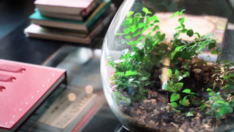 terrarium plant ecosystem inside glass bowl on desk, pan right shallow depth shot