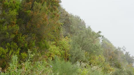 Ladera-De-La-Montaña-Y-Sendero-Cubierto-De-Plantas,-Día-Brumoso