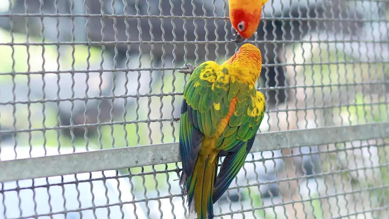 두 개의 태양 코너가 와이어 울타리에 놀이하게 상호 작용하고 있습니다.