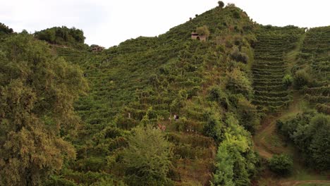 Aerial-landscape-view-over-people-working-on-the-famous-prosecco-hills-with-vineyard-rows,-Italy,-at-dusk