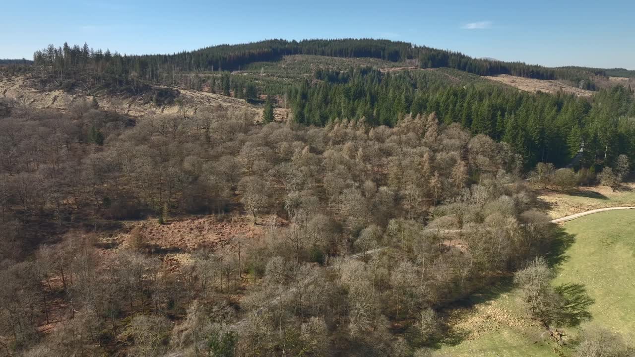Out of season trees and green pines with forest track on sunny day. Grizedale Forest, Cumbria, UK.