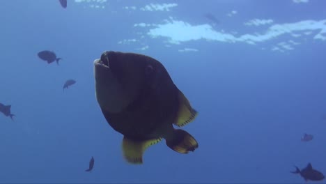 giant triggerfish swimming close to the camera in blue ocean