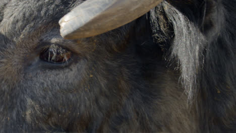 a rank bulls eyes blink and head turns in dallas, texas before a bull fight