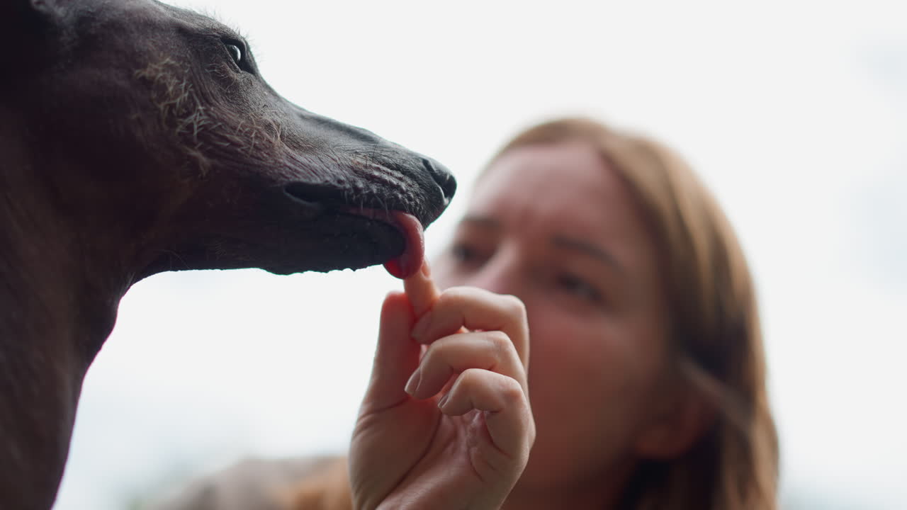 Woman Smiles As Dog Takes Treat Humorously, Training Session With Smiling Woman And Playful Hairless Dog, Cheerful Woman Interacts With Hairless Dog During Training Session While Giving Treats