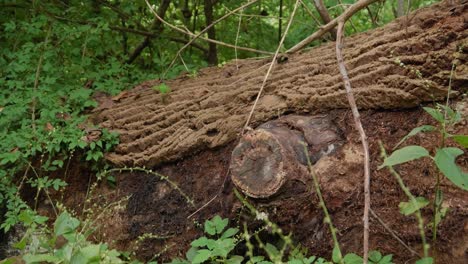Panning shot of fallen tree, Wissahickon Creek
