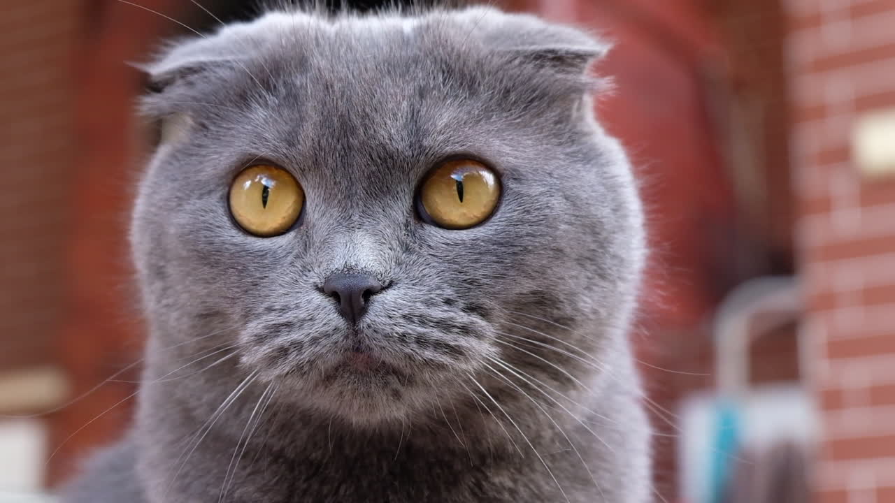 Close up of a grey Scottish Fold cat sitting in a court