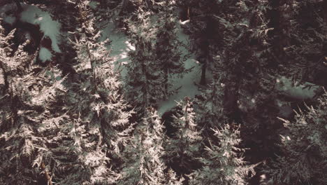 aerial view of a snow covered forest in winter