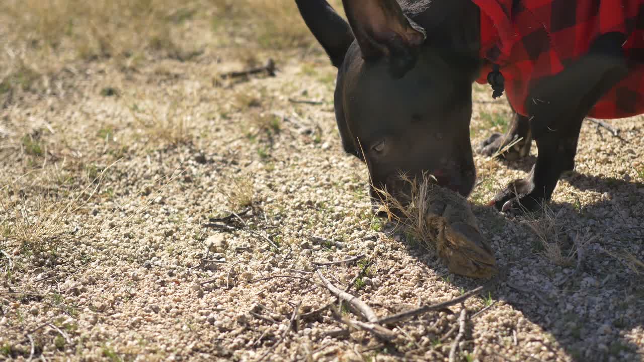Um cão de caça preto, usando xadrez vermelho, pega um casco de ovelha do chão no deserto