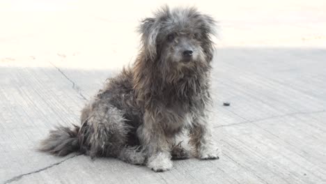 poor shih-tzu sitting on street and scratch itself