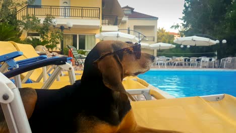 summer dog on a chaise longue wearing sunglasses having fun.