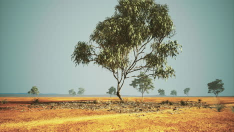 Vast arid landscape with lone tree and sparse vegetation under clear sky
