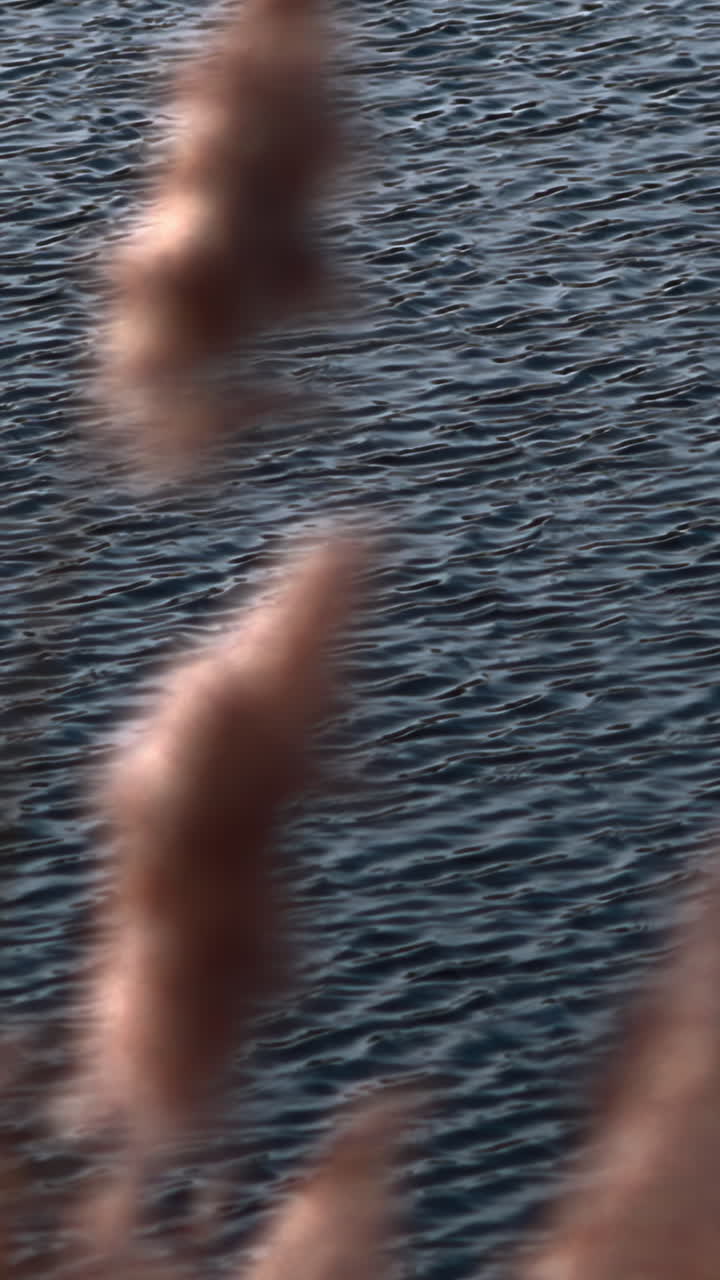 Primo piano di increspature sull'acqua con canne sfocate in primo piano