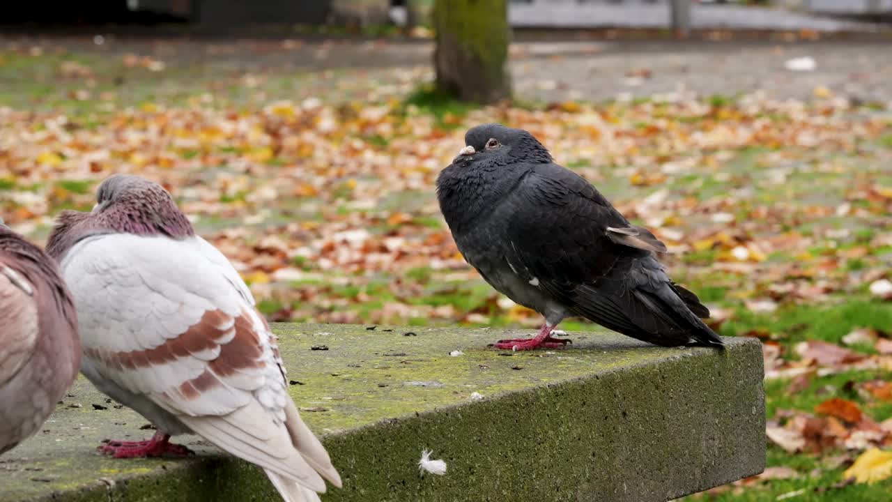 Rock pigeon flock on a stone bench in Antwerp during autumn, with one black pigeon isolated on the side