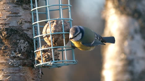 small blue tit bird with yellow stomach eating from hanging feeder, slow motion