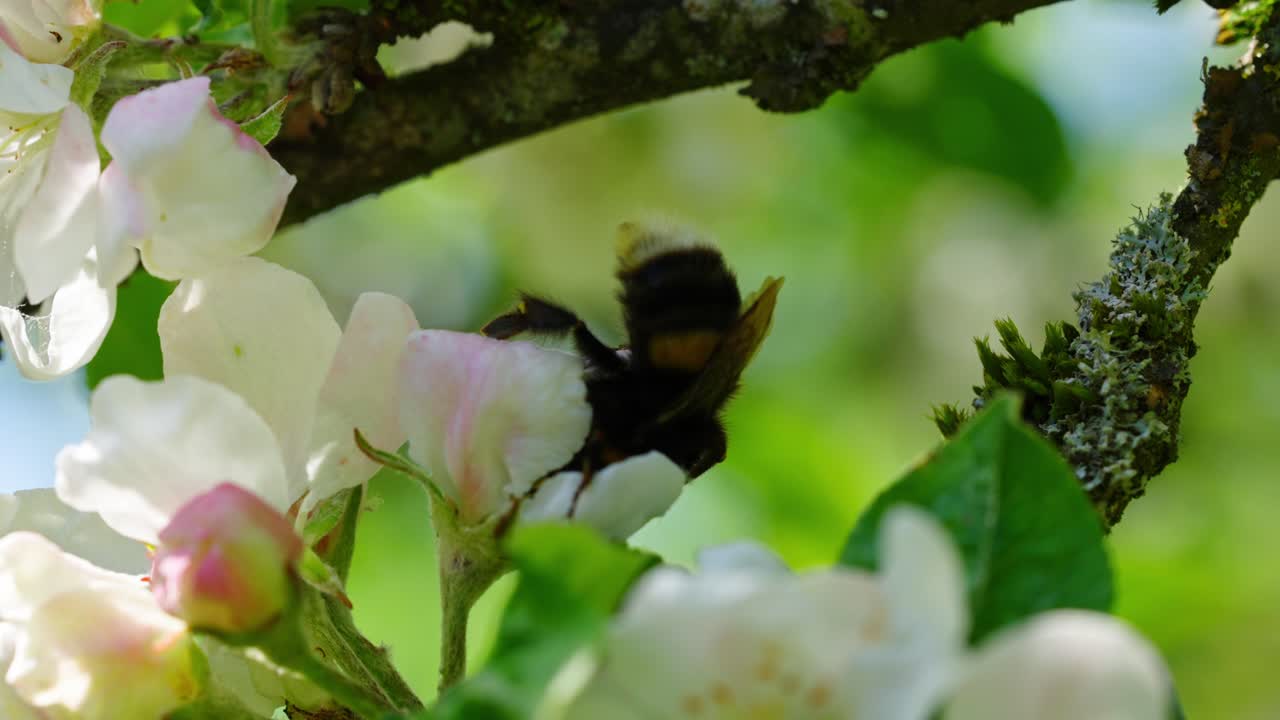 Bumblebee lands on flower and collects nectar in slow motion, surrounded by soft spring light, macro, slow motion