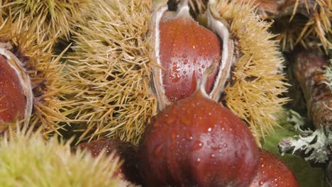 Slow-motion-pedestal-shot-of-delicious-chesnuts-in-October