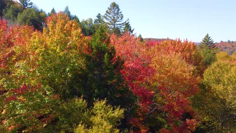 una fotografía de un avión no tripulado del colorido bosque muestra árboles densos en otoño en montreal, quebec, canadá.