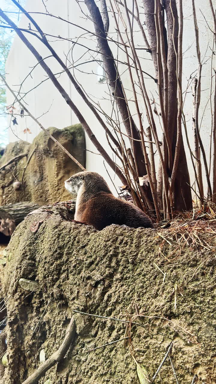Una mangusta si nasconde tra radici e rocce vicino a un edificio con tempo soleggiato nel pomeriggio.