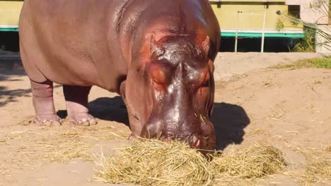 hippopotamus eating hay in a zoo