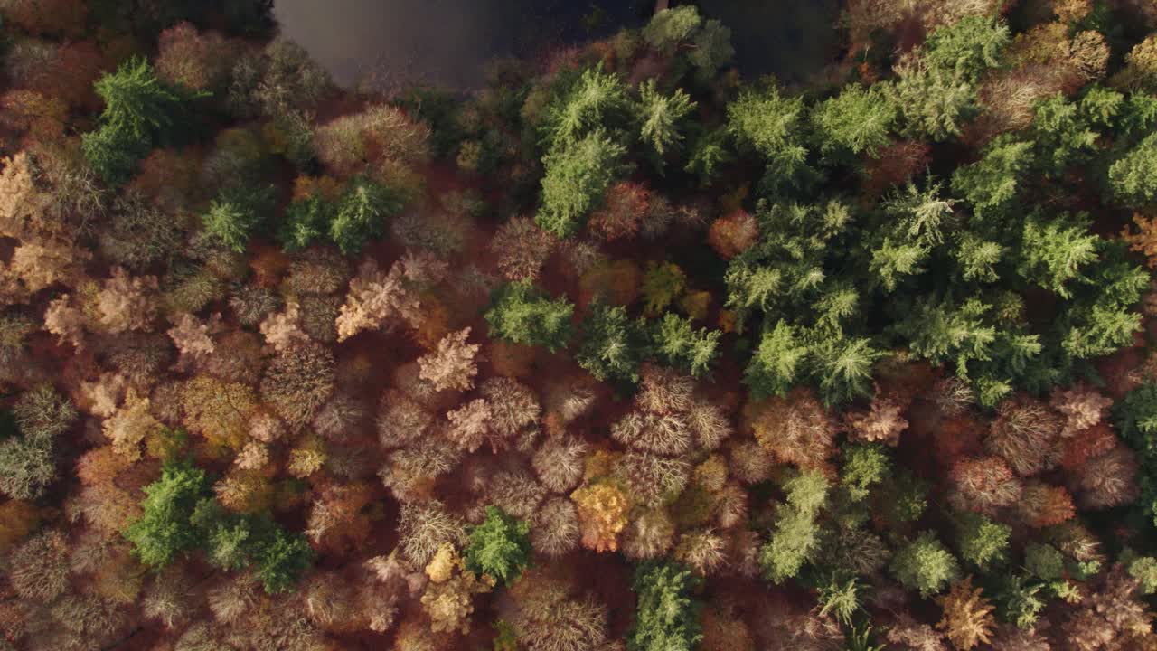 vista de arriba hacia abajo de un pequeño lago entre el bosque de otoño en los países bajos, aérea